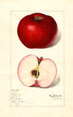 Apples, Barringer (1915)
