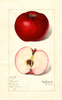Apples, Barringer (1915)