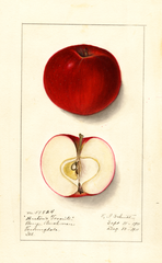 Apples, Bartons Favorite (1911)