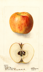 Apples, Bashaw (1901)