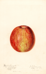Apples, Vasilis Largest (1892)