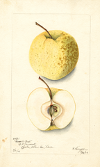Apples, Bassett Best (1903)