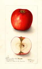 Apples, Baumans Red Winter Reinett (1907)