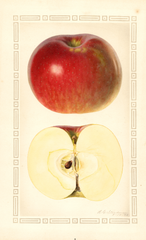 Apples, Baxter (1928)