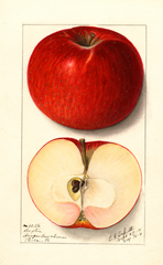 Apples, Baxter (1911)