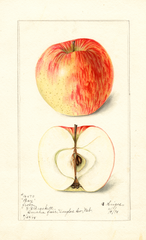 Apples, Bay (1898)