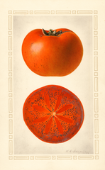 Persimmons, Godbey (1924)