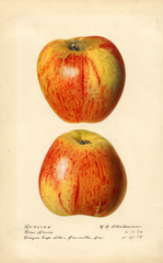 Apples, Ben Davis (1918)