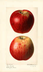 Apples, Ben Davis (1921)