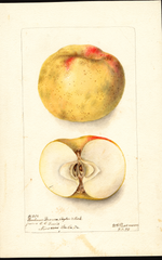 Apples, Benham Brown (1898)