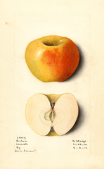 Apples, Benham (1914)