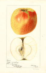 Apples, Goode (1897)