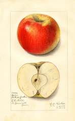 Apples, Green Seek No Further (1913)