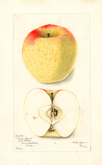 Apples, Green Sweet (1902)