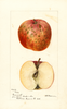 Apples, Greenwich (1894)