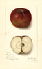 Apples, Greyhouse (1913)