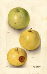 Apples, Grimes (1904)
