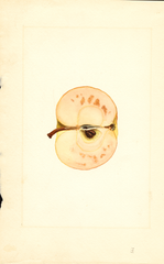 Apples, Winter Banana (1913)