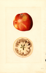 Apples, King David (1913)