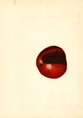 Apples, Jonathan (1914)