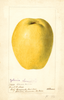 Quinces, Chinese (1897)