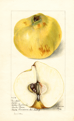 Quinces, Pineapple (1898)