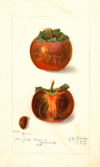 Persimmons, Amis (1909)