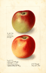 Apples, Baldwin (1905)