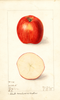 Apples, Shorts Coreless And Seedless (1909)
