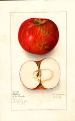 Apples, Ballard (1908)