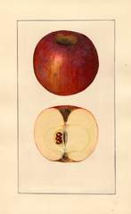 Apples, Baltimore (1925)