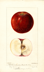 Apples, Baltimore (1896)