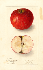 Apples, Baltimore (1908)