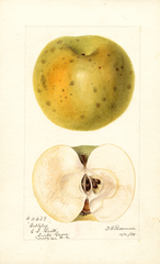 Apples, Baltzley (1895)