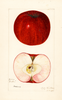 Apples, Baxter (1921)