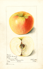 Apples, Banana (1899)