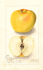 Apples, Winter Banana (1908)