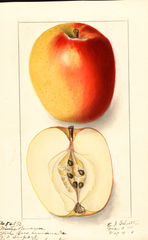 Apples, Winter Banana (1911)