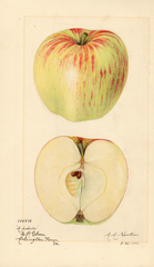 Apples, Addie (1920)