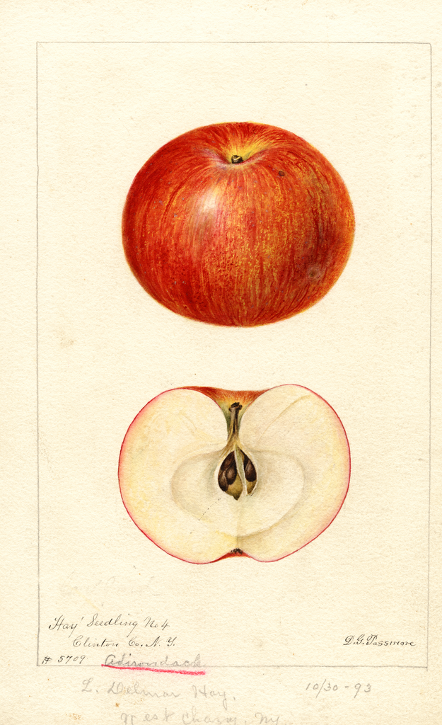 Apples, Adirondack (1893)