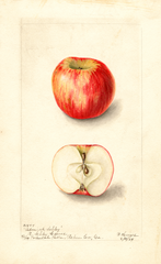 Apples, Admiral Schley (1904)