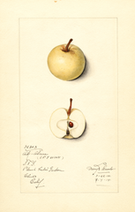 Apples, Ak-alma (1914)