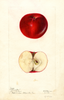 Apples, Akers Red (1897)
