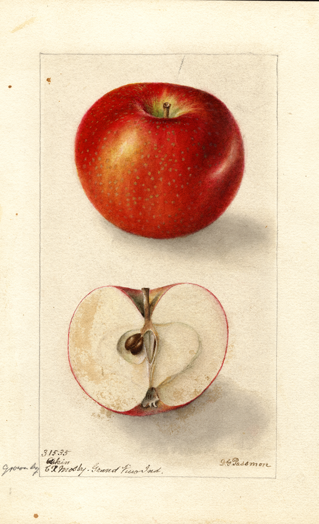 Apples, Akin