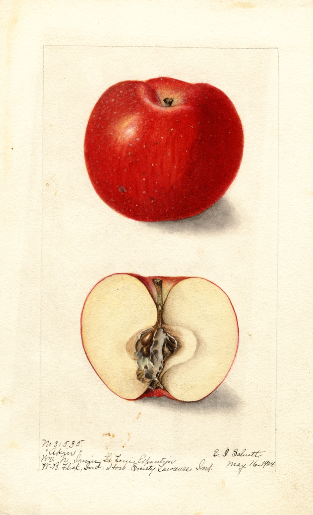 Apples, Akin (1904)