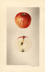 Apples, Ameri Du Surville (1927)