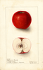 Apples, American Beauty (1903)