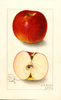 Apples, American Beauty (1912)