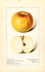 Apples, American Limbertwig (1916)