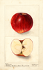 Apples, Anderson (1900)